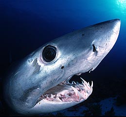 Gruesome Mako Shark Vision