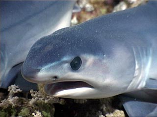 Premature Mako Shark