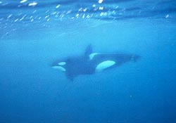 Orca