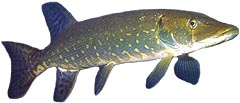 Pike