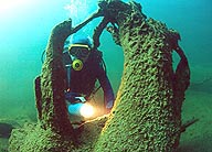 Trunk draped with alga