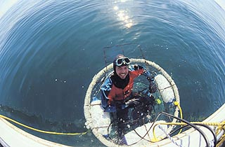 Diving with the Great White Shark