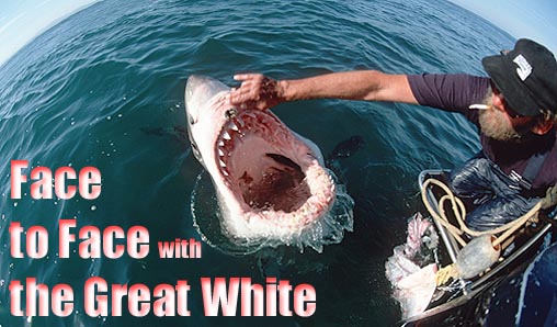 In the Face of the Great White